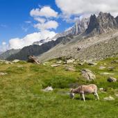 tour du mont blanc en famille