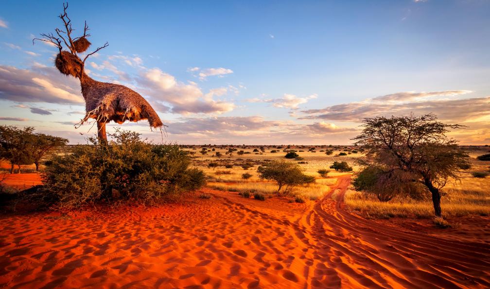 Thomas - Adobe stock - Grand nid d'oiseaux tisserands dans le désert du Kalahari, Namibie - Safaris et grands espaces du sud - 8