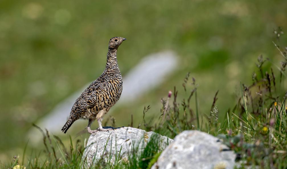 Vaglio - Gérard - Adobe stock - Lagopède alpin (Lagopus mutus) femelle en été surveillant sa nichée. Alpes. France - Queyras, l'été indien - 8