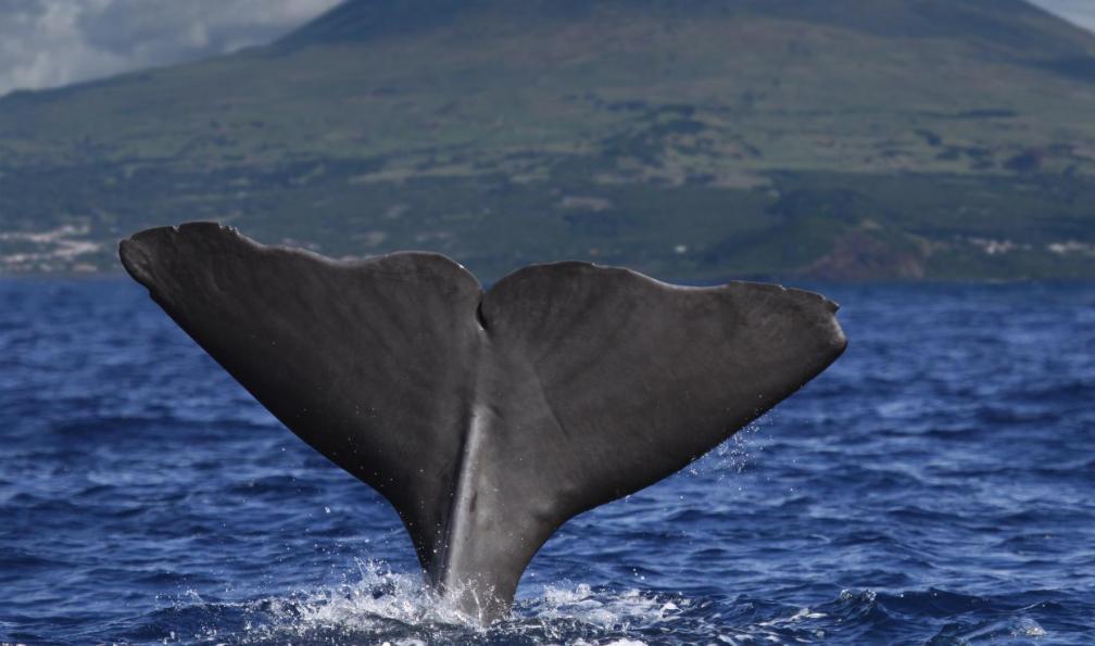 tane-mahuta -  istock -  Observation de Baleines, île de Pico, Açores, Portugal - Le tour de Sao Miguel - 6