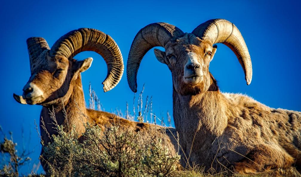 Bighorn - Pixabay - Deux mouflons au repos, massif central - Du lac de Salagou au Caroux - 4