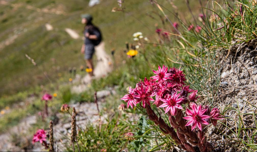Julien - Adobe stock - Fleurs de joubardes, flore alpine, France - Le meilleur du tour du Queyras (4 jours) - 3