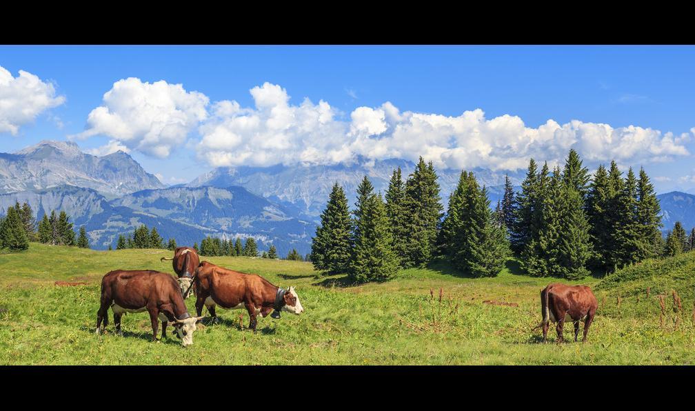 Fotolia -  Vaches en alpage sur fond de sapins et montagne, Alpes. - Le Queyras hors des sentiers battus - 13