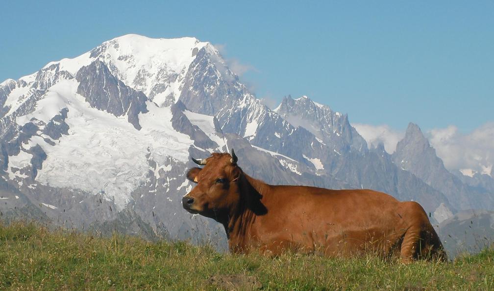Vache tarine dans le Beaufortain et mont Blanc, Alpes, France. - Le tour du Beaufortain - 2