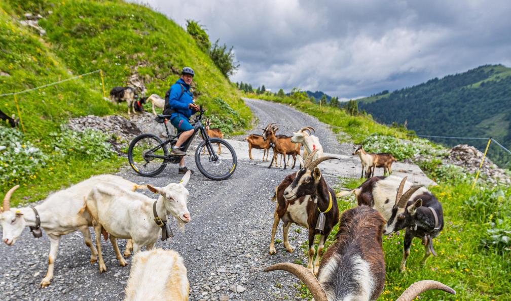 Grez - Nacho - Du lac d'Annecy à Chamonix à vélo, rencontre avec des chèvres dans les alpages, Alpes, France - Du lac d'Annecy à Chamonix à VTT - 11