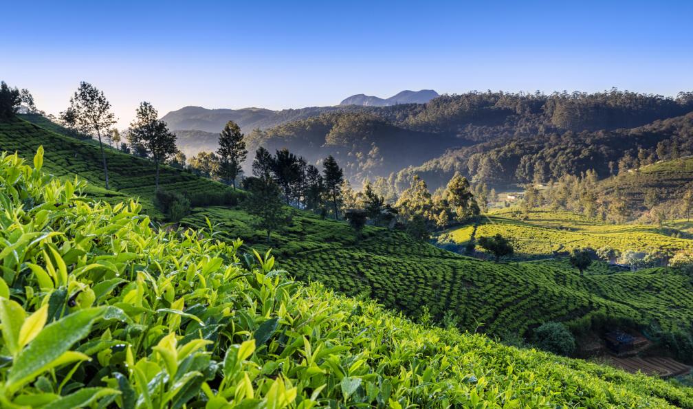 Bartosz Hadyniak -  istock -  Tôt le matin dans les plantations de thé de Ceylan, Nuwara Eliya, Sri Lanka - Sri Lanka : l'aventure en sac à dos ! - 2