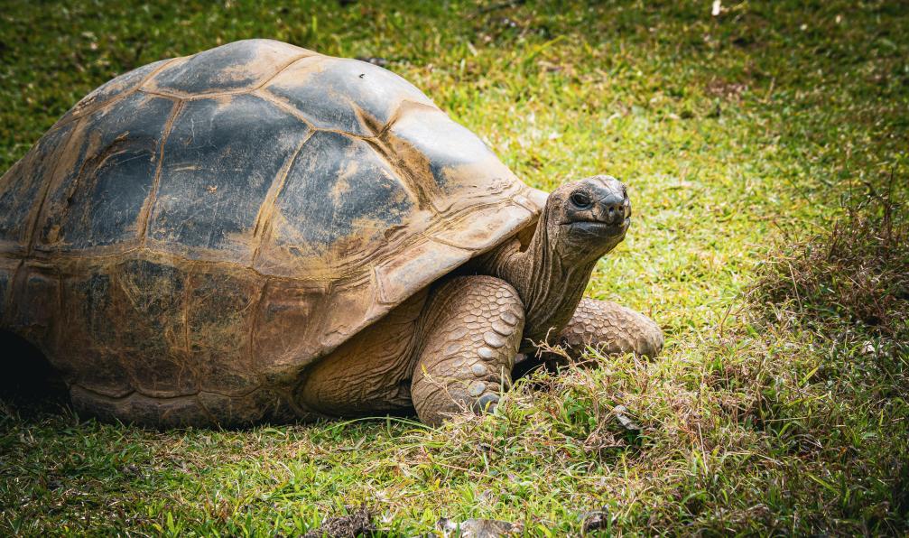 schusterbauer.com - Stock Adobe - Belle vue rapprochée d'une tortue géante d'Aldabra (Aldabrachelys gigantea) dans la réserve forestière et faunique de la Vallée de Ferney, à l'île Maurice - Immersion mauricienne en lodge - 10