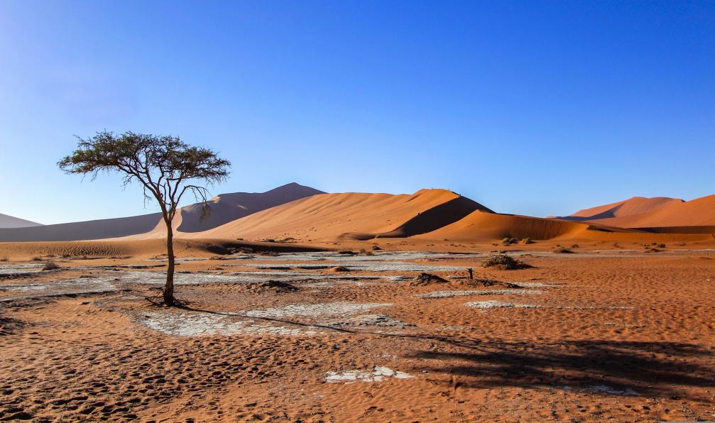 Pixabay 6785861 - Arbre et son ombre dans le sable rouge du Sossusvlei, Namibie - En piste pour le Namib - 6