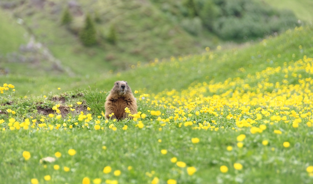 Scacciamosche -  Istock -  Grosse Marmotte dans un vert pâturage;France - Les 3000 de Vanoise - 5