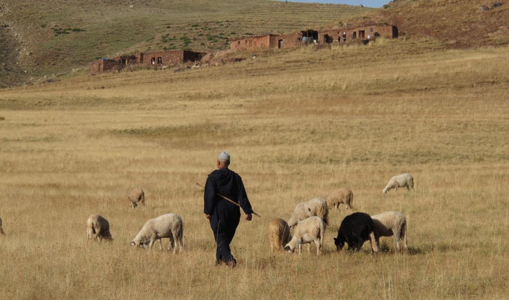 Berger avec ses moutons, région du M'Goun, Maroc. - Vallée des Bougmez et ascension du M'Goun - 5