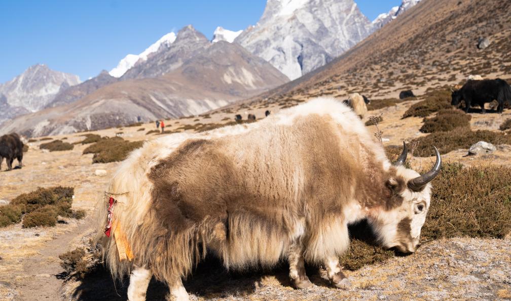 Crétois - Chloé - Yak en train de paître sur fond de hauts sommets enneigés, Népal - Petits Sherpas : découverte du Népal en famille - 8