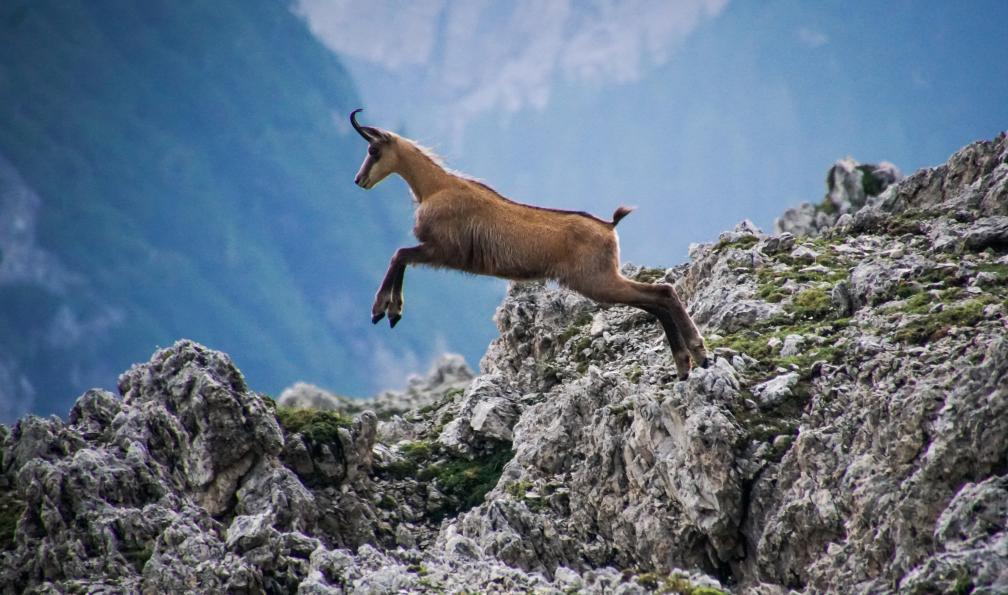 rottonara - Pixabay - Chamois sautant du rocher, Alpes, France - Le meilleur du tour du Queyras (4 jours) - 2