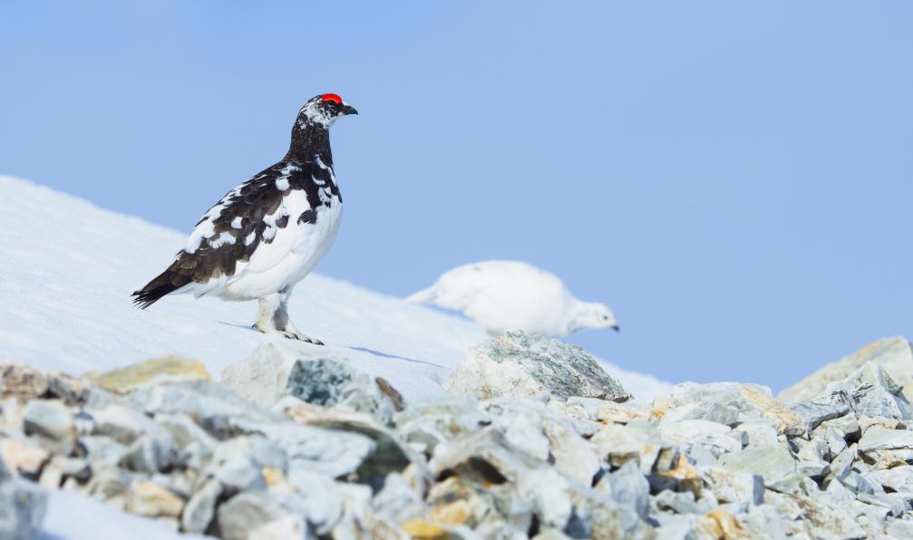rockptarmigan -  Istock -  Paire de lagopèdes;France - Découverte du Queyras en raquettes - 10