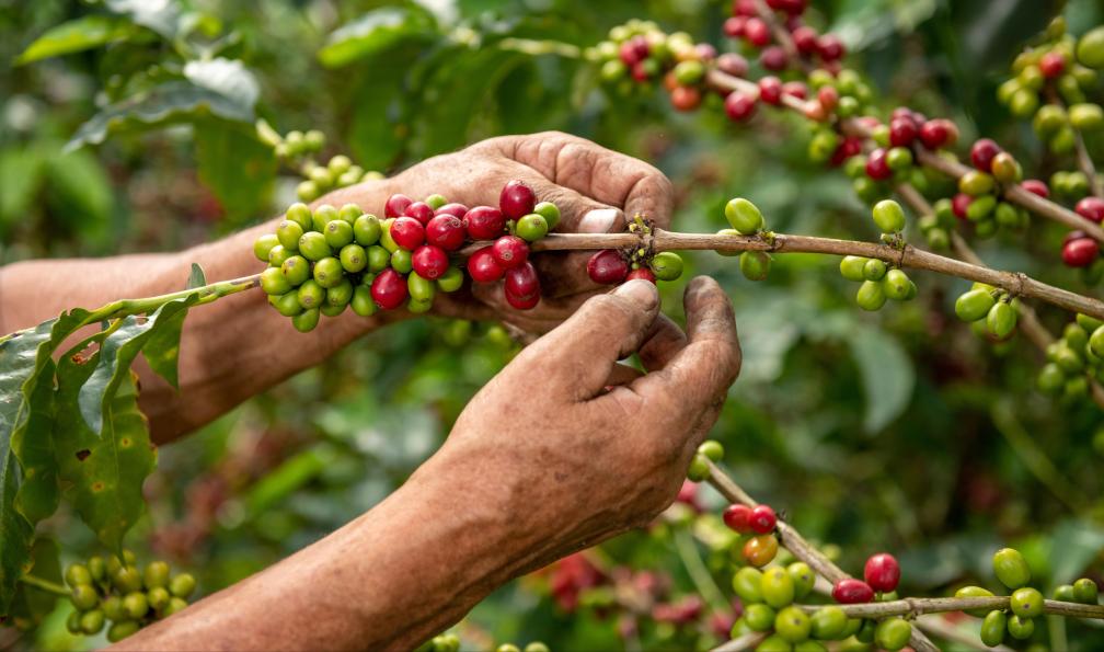 Amaiquez - Adobe stock - Vue rapprochée des mains d'un producteur de café arabica cueillant des grains mûrs, Colombie - Périple colombien - 3