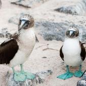 voyage equateur et galapagos