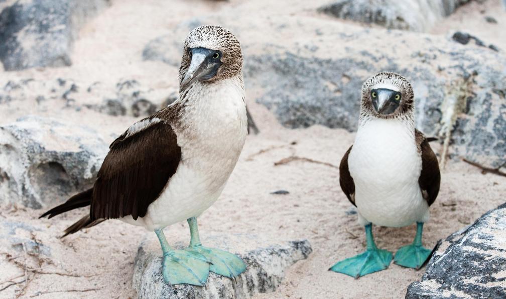 galapagos-voyage-equateur-et-galapagos