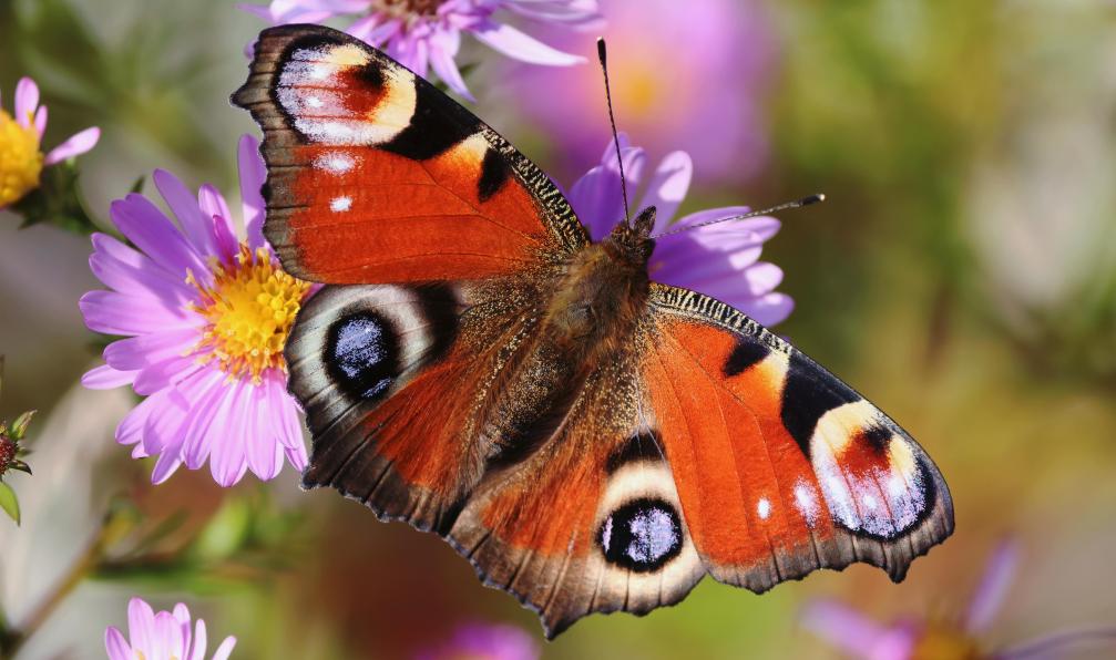 svet_sin - Adobe stock - Papillon Paon-du-jour, Alpes, France - Premiers 3000 avec mon âne - 3