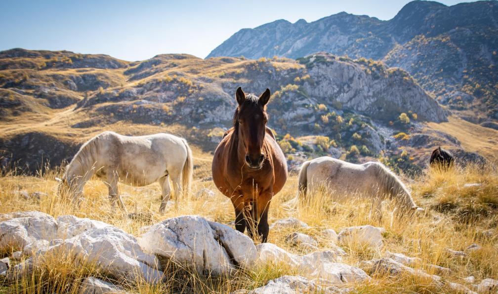 Woodruff - Lesli - stock.adobe.com - Chevaux dans le parc national du Durmitor, Monténégro - Insolite Monténégro - 2