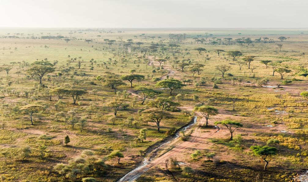 Rocket k -  Istock -  Vue aérienne du parc Serengeti;Tanzanie - Objectif Kili et safaris de charme - 7