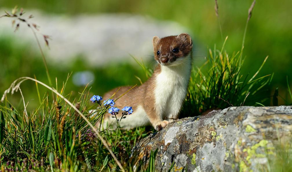 Hakoar - Adobe stock - Hermine, Alpes, France - Tour du Queyras sur mesure - 7
