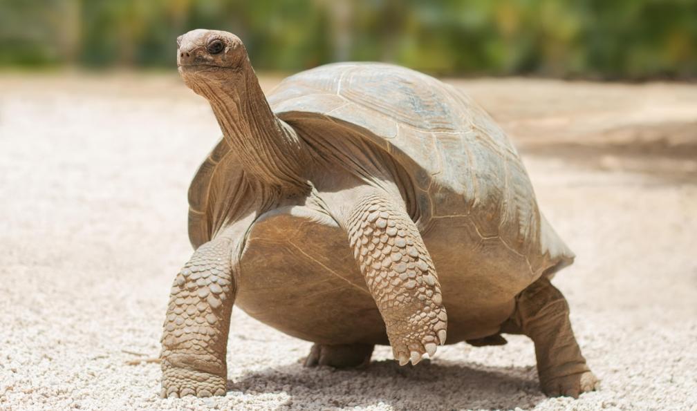 Oleandra9 - Adobe Stock - Grande tortue grise, Maurice, Rodrigues - Rodrigues, paradis Emeraude - 8