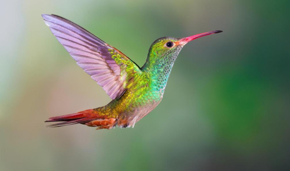 KenCanning -  istock -  Colibri en plein vol, Equateur - Aventures équatoriennes - 10