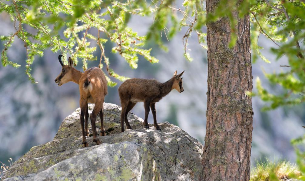 day2dudu - Adobe Stock - Chamois dans le Parc national du Mercantour, Alpes, France - La Grande Traversée du Mercantour - 2