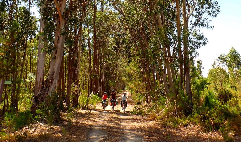 Riva - Gaël - A vélo dans la forêt d'eucalyptus de Nazare Caldas da Rainha, Portugal - Rota Vicentina, de l'Alentejo à l'Algarve à vélo - 8