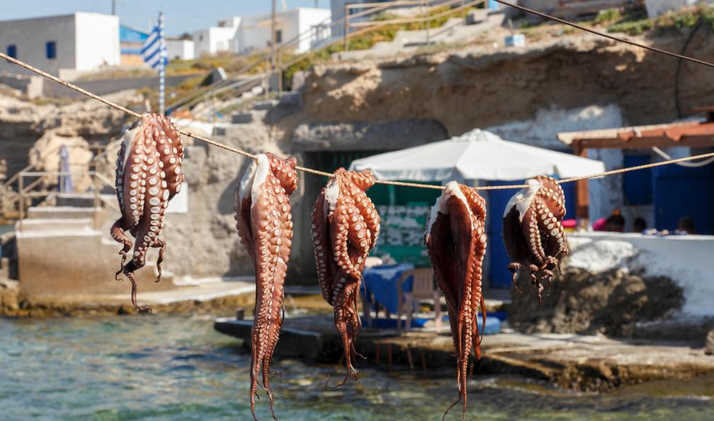 Peter - Adobe stock - Octopus fraîchement pêchés, Milos, Cyclades, Grèce - Santorin, Folégandros, Kimolos et Milos - 1