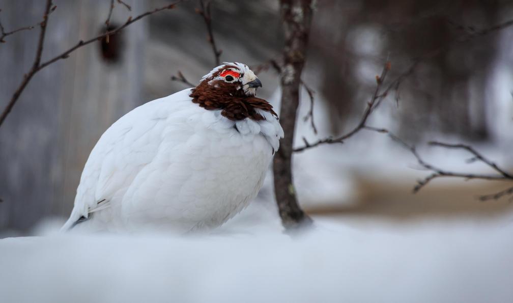 Suomen Latu Kiilopaa - Lagopède dans la neige, Kiilopaa, Finlande - Ski de fond et nature au pays des Tunturis - 7