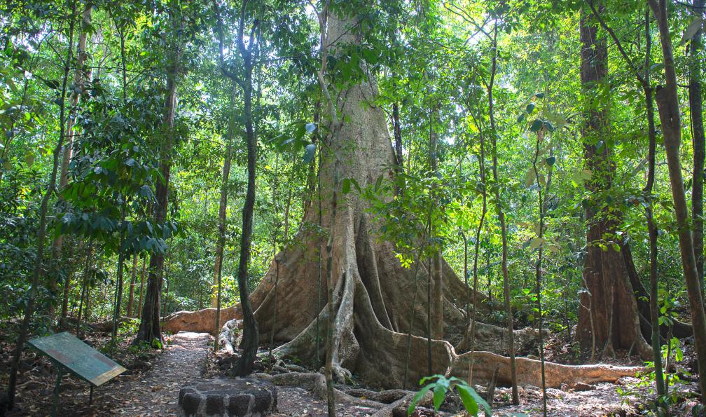 Hans Gert Broeder - Adobe stock - Arbre de Tung géant dans le parc national de Cat Tien au sud du Vietnam - Ethnies de Sapa et Delta du Mékong - 6