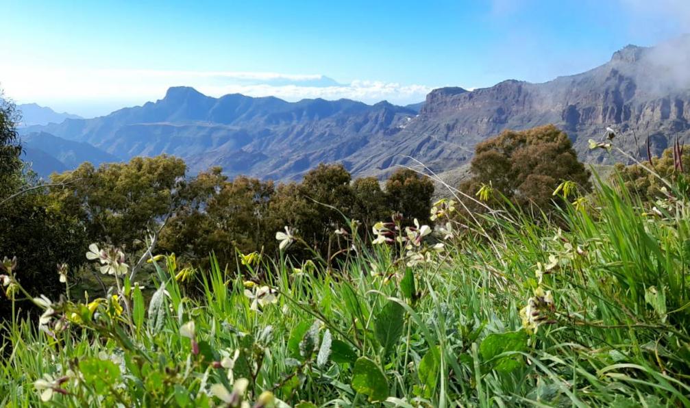 Mandou -  Alicia -  Flore et sommets, Barranco de Guayedra, Gran Canaria - Les richesses de Gran Canaria - 5