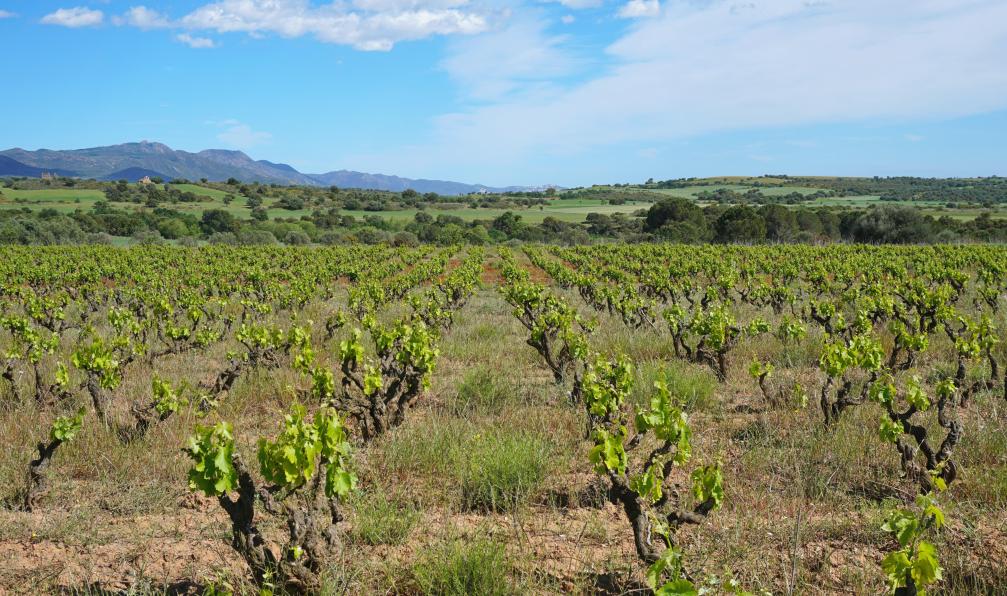 barrage - Adobe stock - Paysage de champ de vignoble en Espagne près de Mollet de Peralada, Catalogne, Espagne - La catalogne à vélo : de Gérone à Figueres - 10