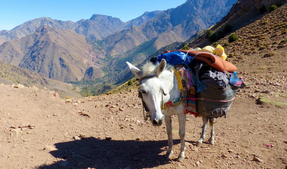 Christelle - Pellotier - Mule au pied des villages du Toubkal-Aït Souka, Maroc - Villages berbères et Océan - 1