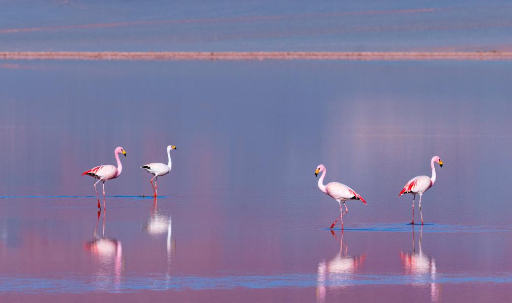 MUNOZ - JUAN CARLOS - Adobe stock - La parina chica (Phoenicoparrus jamesi) appelés flamants de la Puna ou de James, présents dans les Andes au Pérou, dans le sud de la Bolivie,  au nord-est de l'Argentine et au nord du Chili ; ici la​ Laguna Carachi Pampa en Argentine.
 - L'Argentine aux mille couleurs - 10
