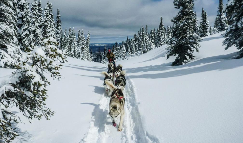AVENTURAID  -  Musher avec son équipe de chien de traineau en pleine balade dans une foret;Canada - Entre chiens et loups au Québec - 2
