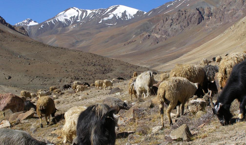 Moutons dans une vallée, Zanskar, Himalaya, Inde. - La petite traversée du Zanskar - 4