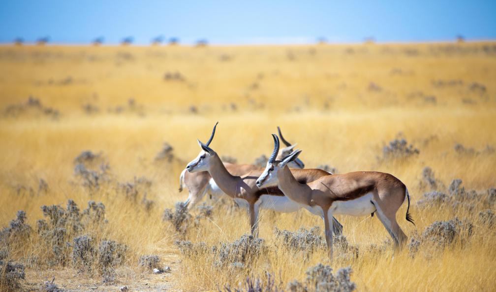 Pixabay 3758346 -  Deux gazelles dans les herbes jaunes d'Etosha en Namibie - Grande randonnée en Namibie - 2