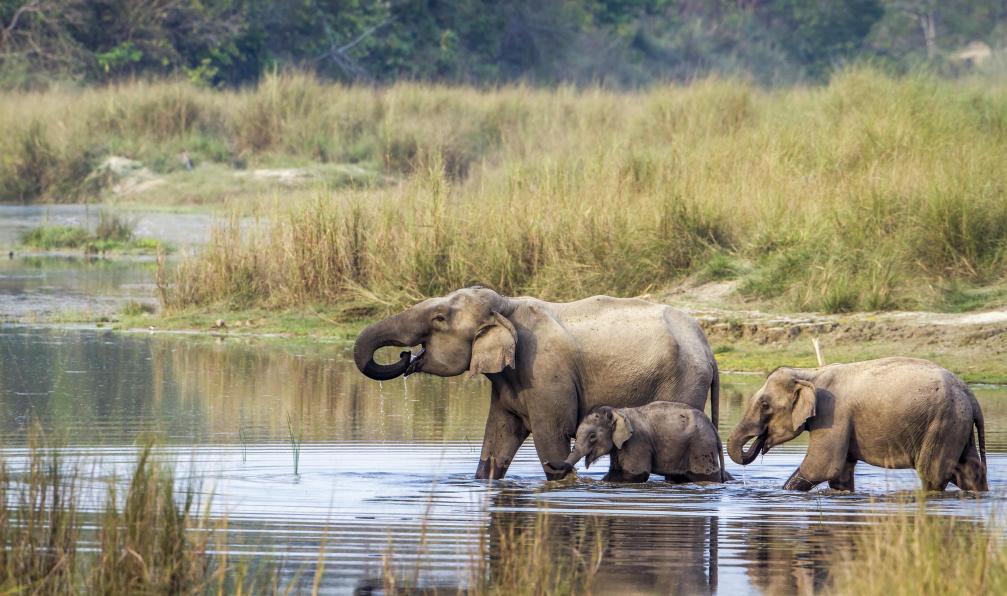 Utopia_88 -  Istock -  Éléphants d'Asie dans une rivière dans le parc de Chitwan;Népal - Le Népal en famille - 6