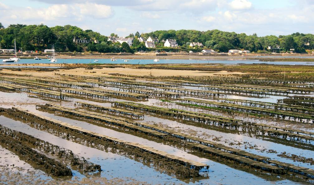 Richard Villalonundefined -  undefined -  Istock -  Parc à huîtres à Larmor-Baden;France - Le tour du Golfe du Morbihan - 10