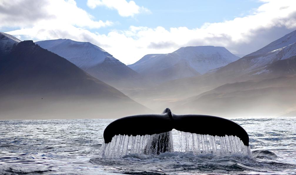 Dana - AdobeStock - Baleine à la surface de l'ocean face aux montagnes d'Islande - Irrésistibles rivages Islandais - 10