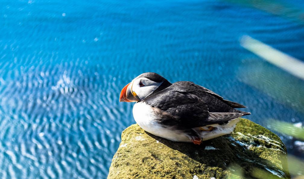 Gudrun Johannsdottir/Icelandic Mountain Guide -  Macareux, oiseau, sur un rocher au-dessus de la mer, Vik, sud Islande. - Concentré d'Islande, entre volcans et glaciers - 5