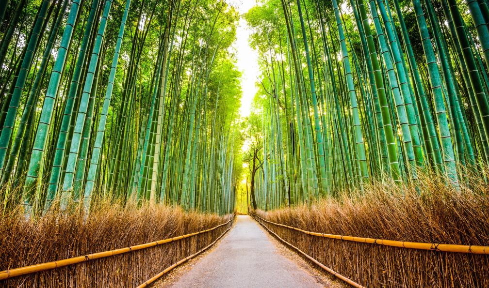SeanPavonePhoto - Adobe Stock - Forêt de bambous d'Arashiyama Kyoto, Japon - Mont Fuji et cités impériales - 2