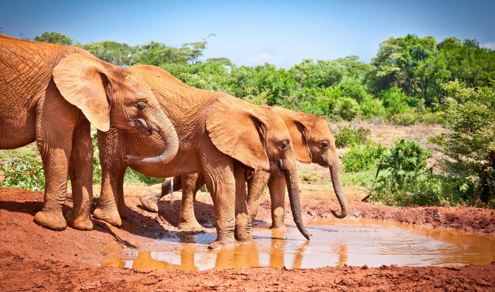 Todorovic - Aleksandar - Adobe stock - Eléphants sur la terre rouge buvant dans une flaque d'eau, Kenya - Safari kenyan et plages de sable blanc - 6
