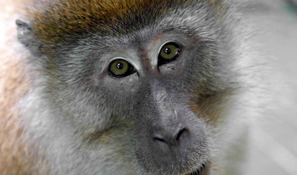 Singe, Bukit Lawang, Gunung Leuser, Sumatra, Indonésie. - Sumatra : Orang-Outan et volcan - 3
