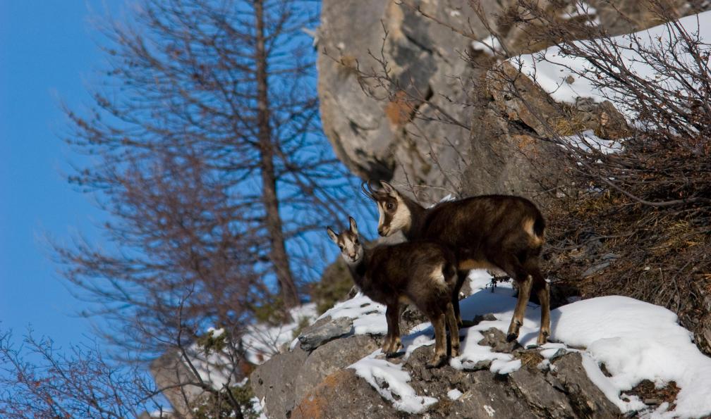 Godin - Rodolphe - Adobe stock - chamois dans la neige - Lumineux val Clarée à raquettes - 1