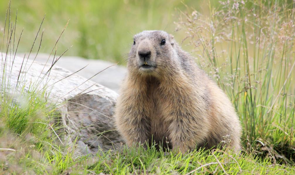 Teilinck - Miguel - Unsplash - Marmotte en observation, Alpes, France - Premiers 3000 avec mon âne - 7