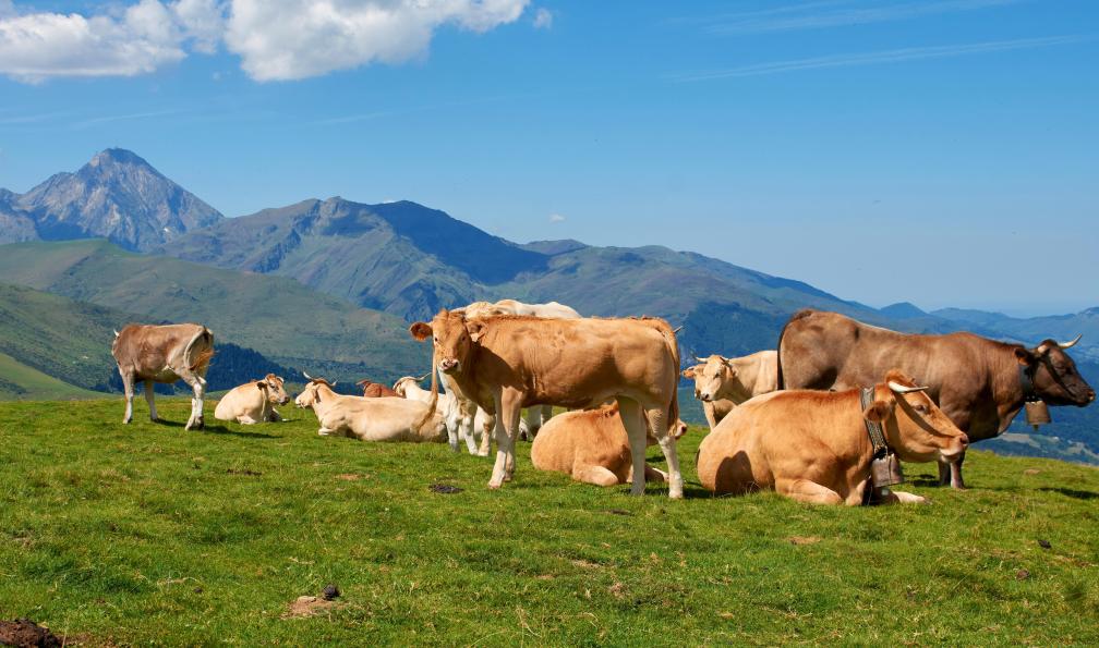 Berthelot - sébastien - Adobe stock - Vaches en pâturage à Plo del Nou, Pyrénées, France - Du Pic du Midi aux lacs du Néouvielle - 3