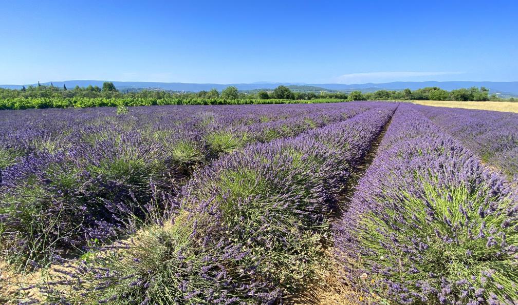 Chappaz - Isabelle - Paysage du Lubéron, champ de lavande, France - Le Luberon, senteurs de Provence - 11