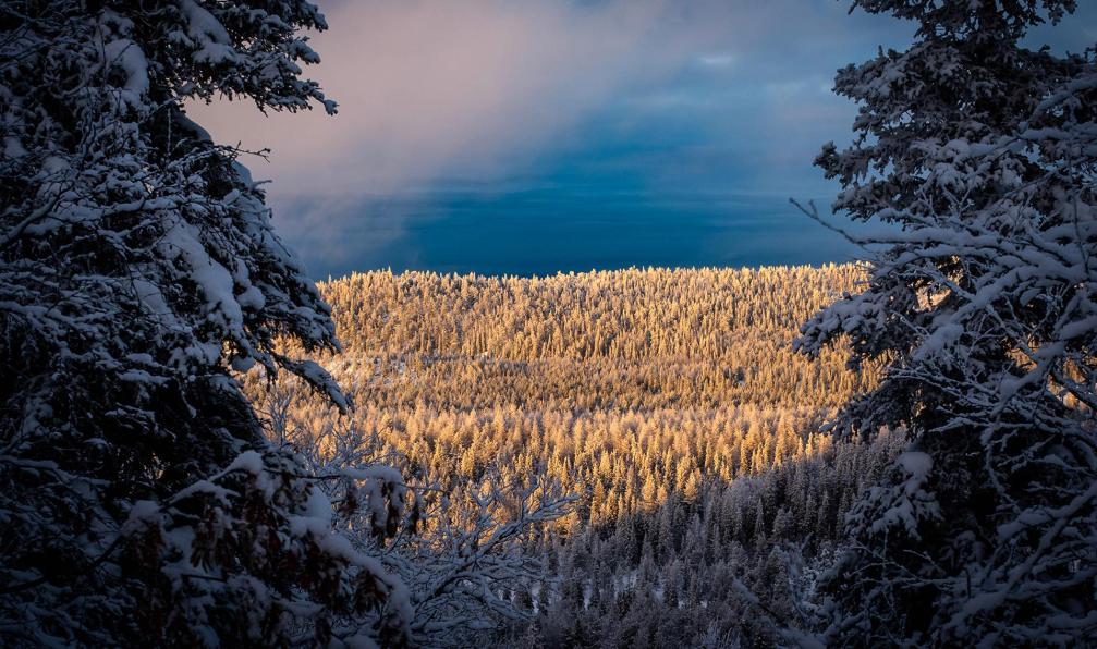 Raschetti - Christophe - Vue hivernale sur la forêt de sapins de Valkama, Finalde - Aventures givrées en Laponie - 6